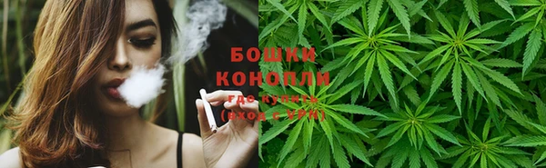 прущие грибы Дмитровск